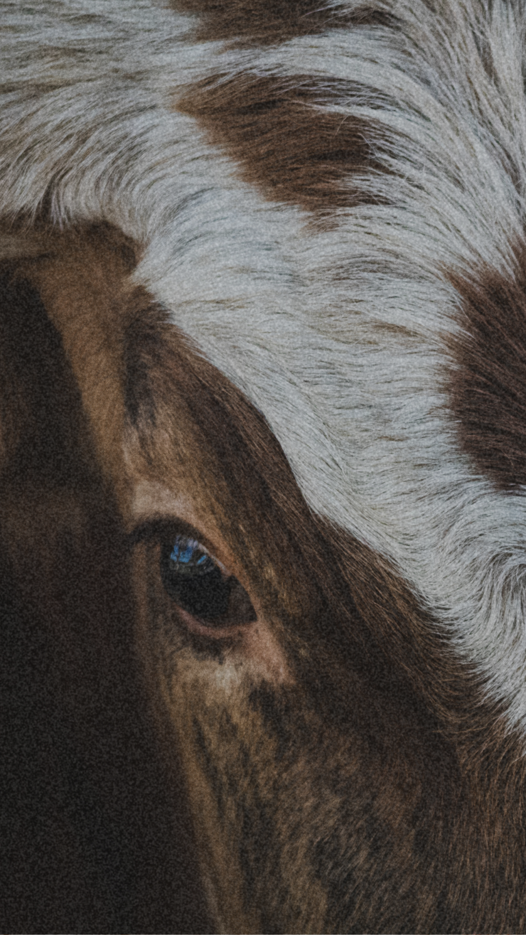 99+ Rodeo Captions That’ll Make You Go Giddy Up